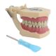 Dental Model Teeth Model Fit Frasaco Dental Teaching Model Standard with 32pcs Screw-in Teeth Demonstration 